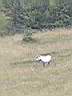 irecerizlatibor09m.jpg