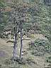 irecerizlatibor45m.jpg