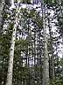 irecerizlatibor48m.jpg
